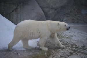 День полярного медведя отметят в «Научке»