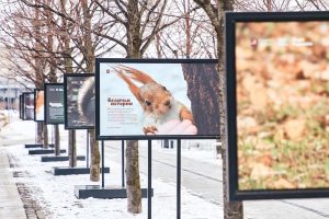 Фотовыставку «Беличьи истории» открыли в Парке Горького