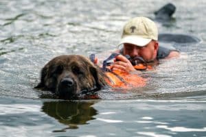Спасатели продемонстрируют тренировки со служебными собаками на Московском урбанистическом форуме