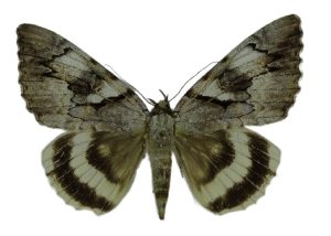 Ученый НИТУ «МИСиС» в составе международного коллектива обнаружил новый вид бабочки